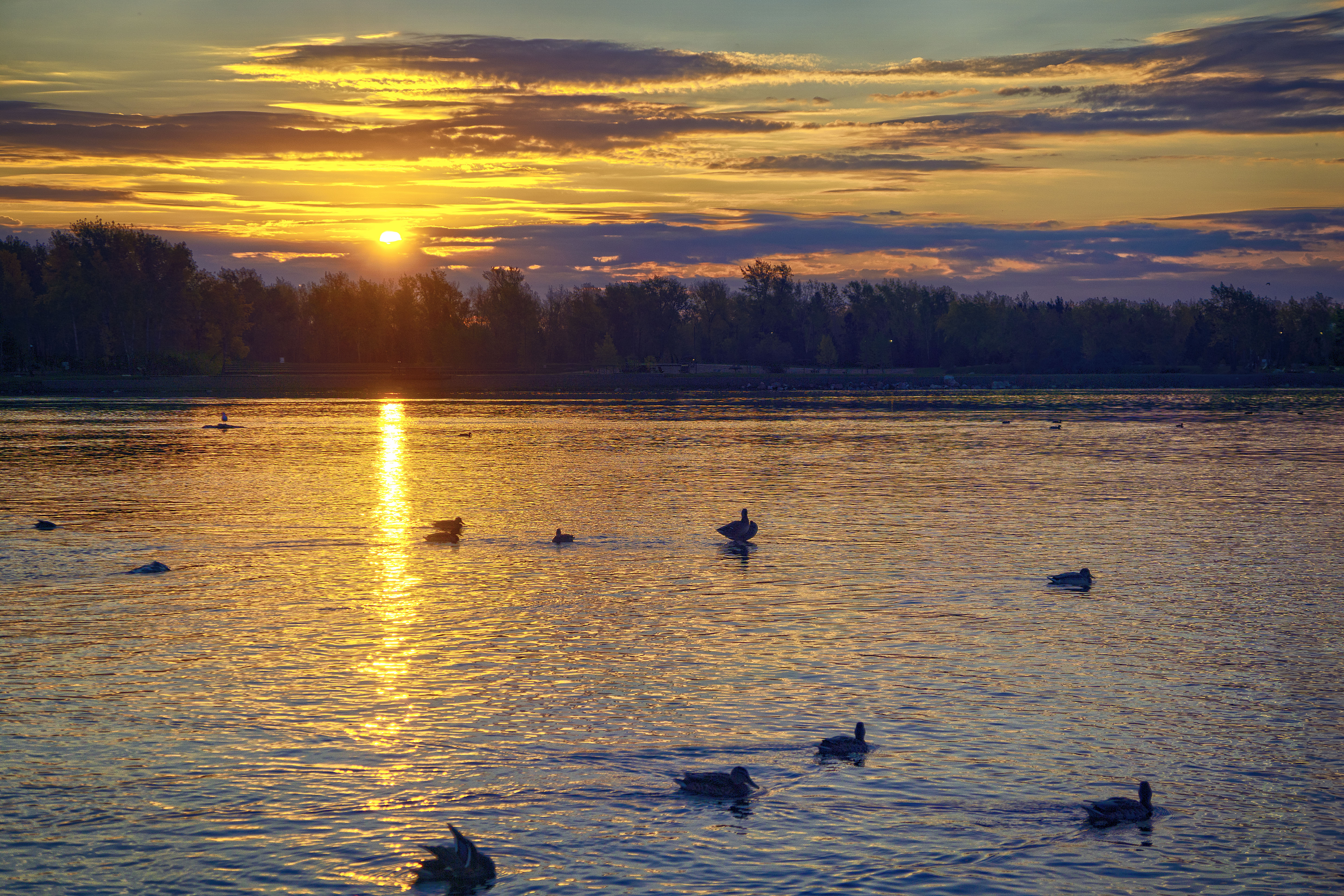 免费照片叶尼塞河与西伯利亚的鸭子