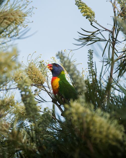 Красочный разноцветный попугай в ветвях дерева