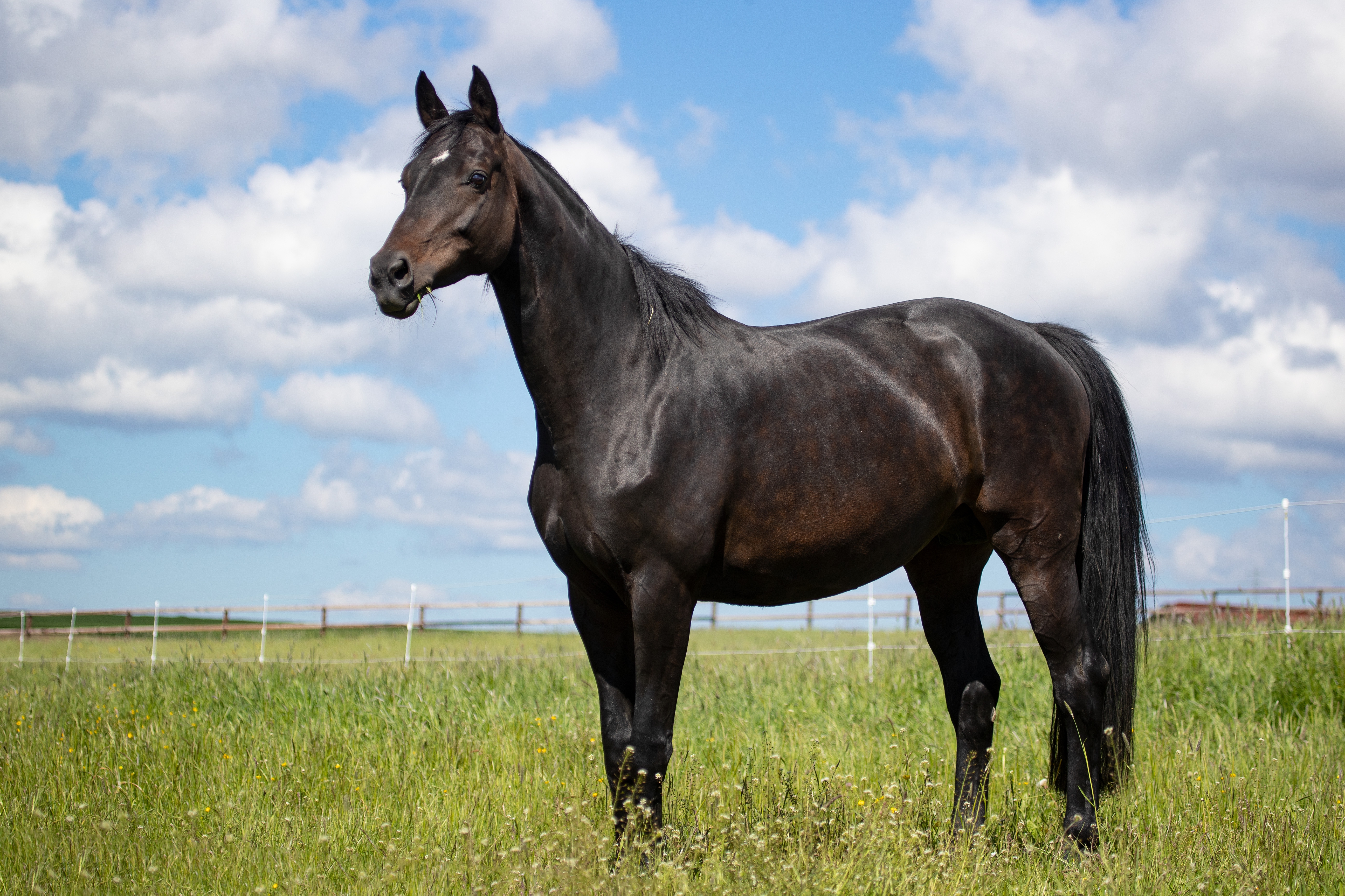 绿色草地上的一匹雄伟的黑马