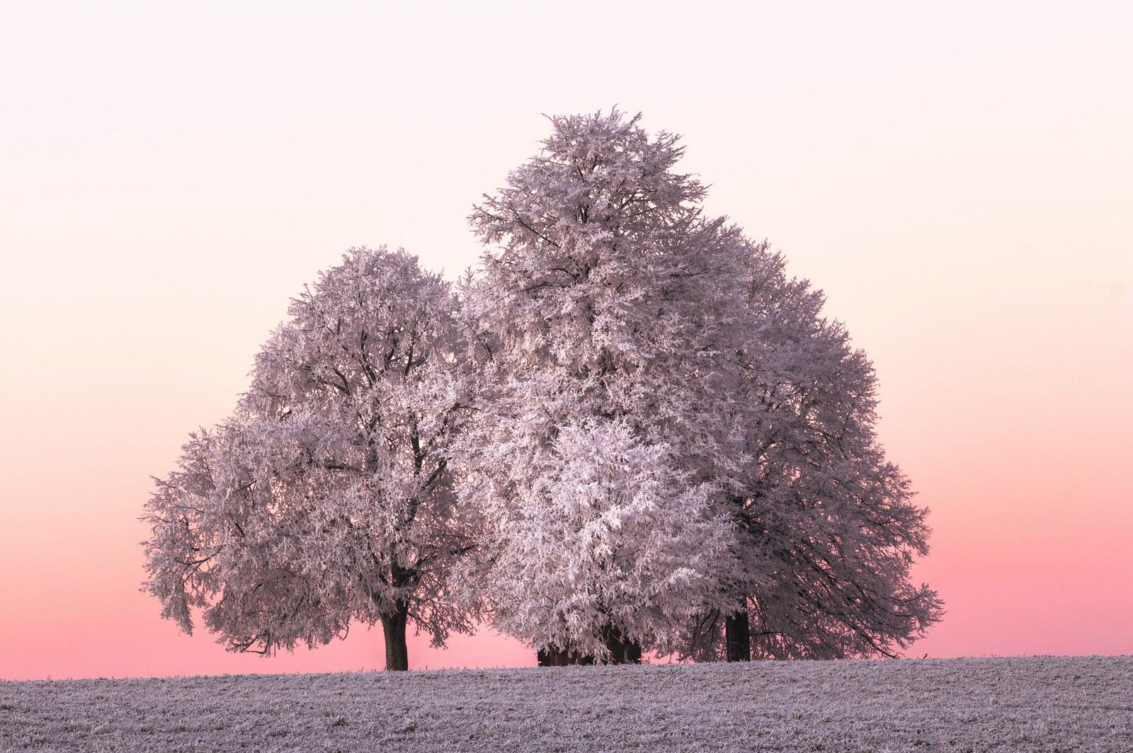 Бесплатное фото Большие деревья покрыты морозным инеем