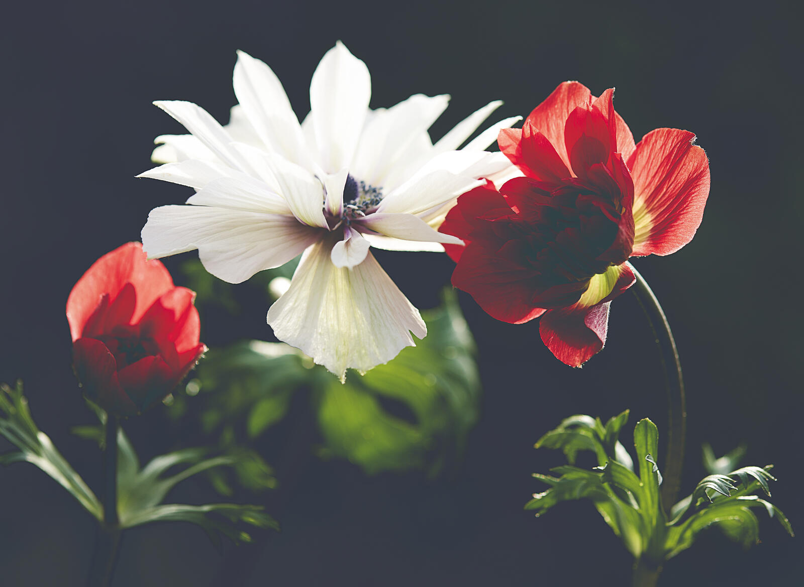 Обои близко обои красные и белые цветы цветы на рабочий стол