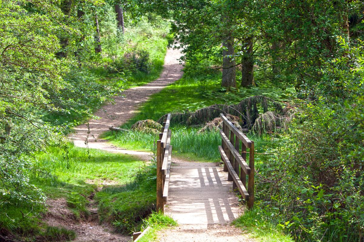 A narrow footbridge in the woods