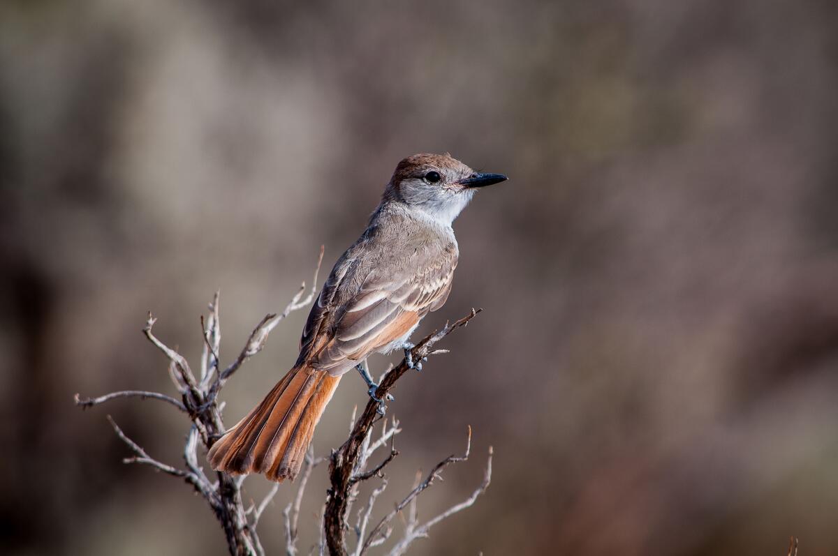 A flycatcher bird sits on a twig