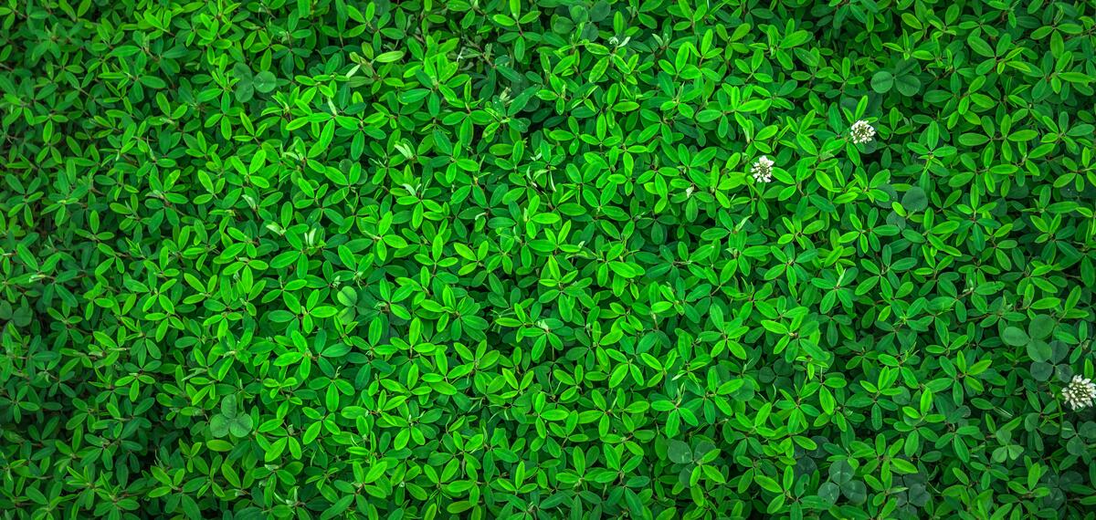 A background of green brightly colored shrubbery