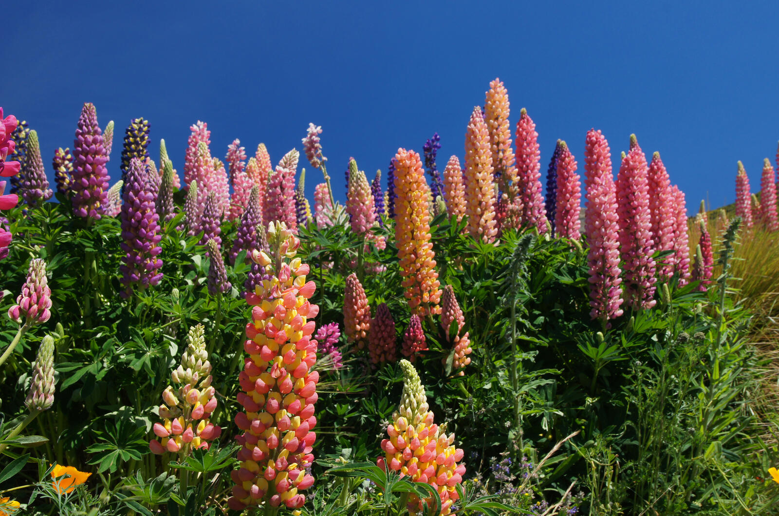 Free photo Colored lupines