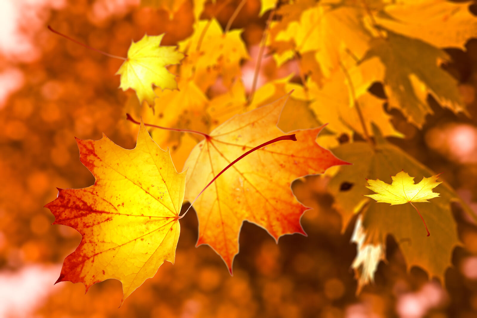 Бесплатное фото Падающие осенние кленовые листья