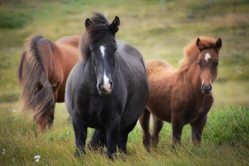 Три испанских лошади на лугу
