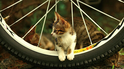 A little kitten got into the spokes of a bicycle
