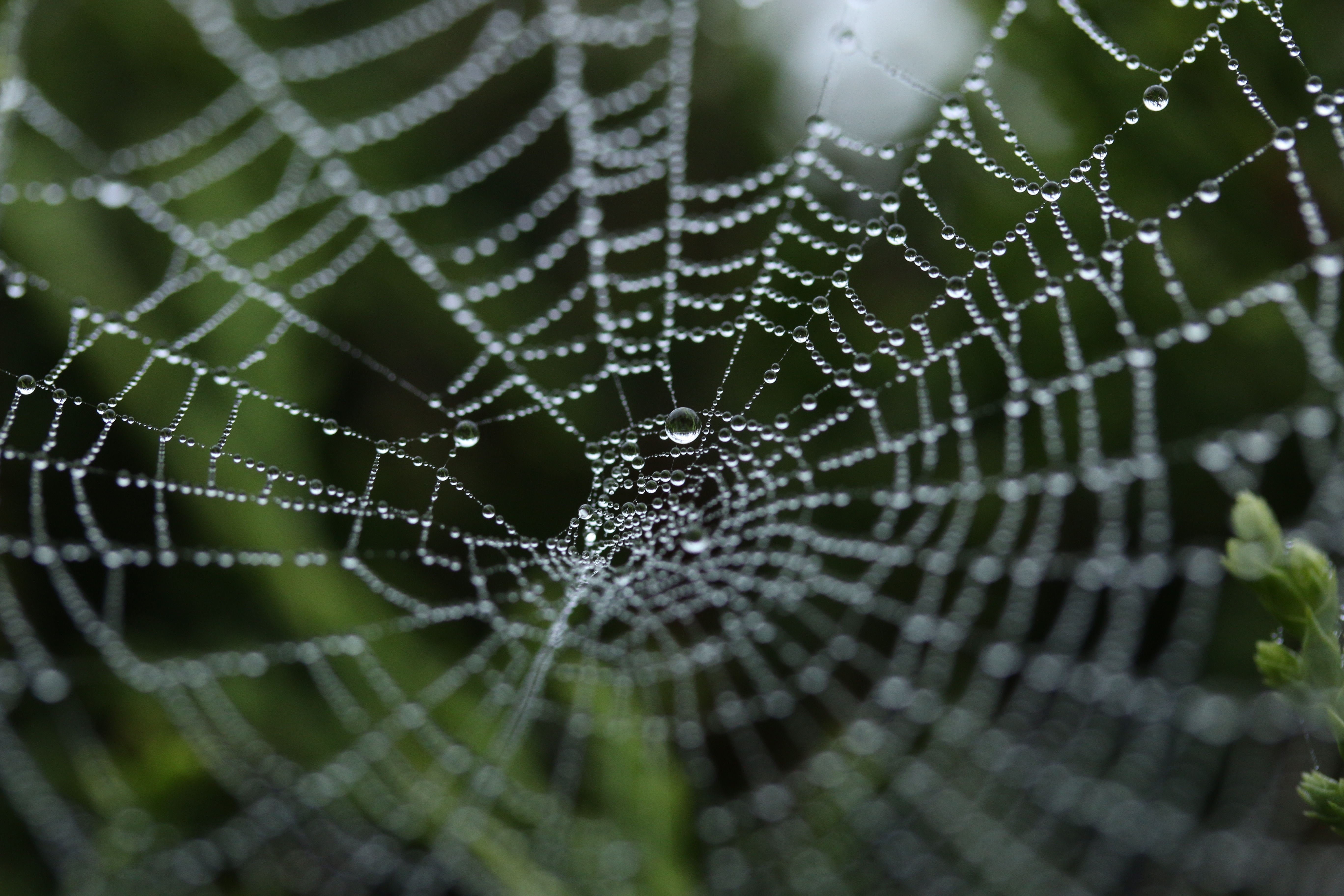 免费照片雨后蜘蛛网