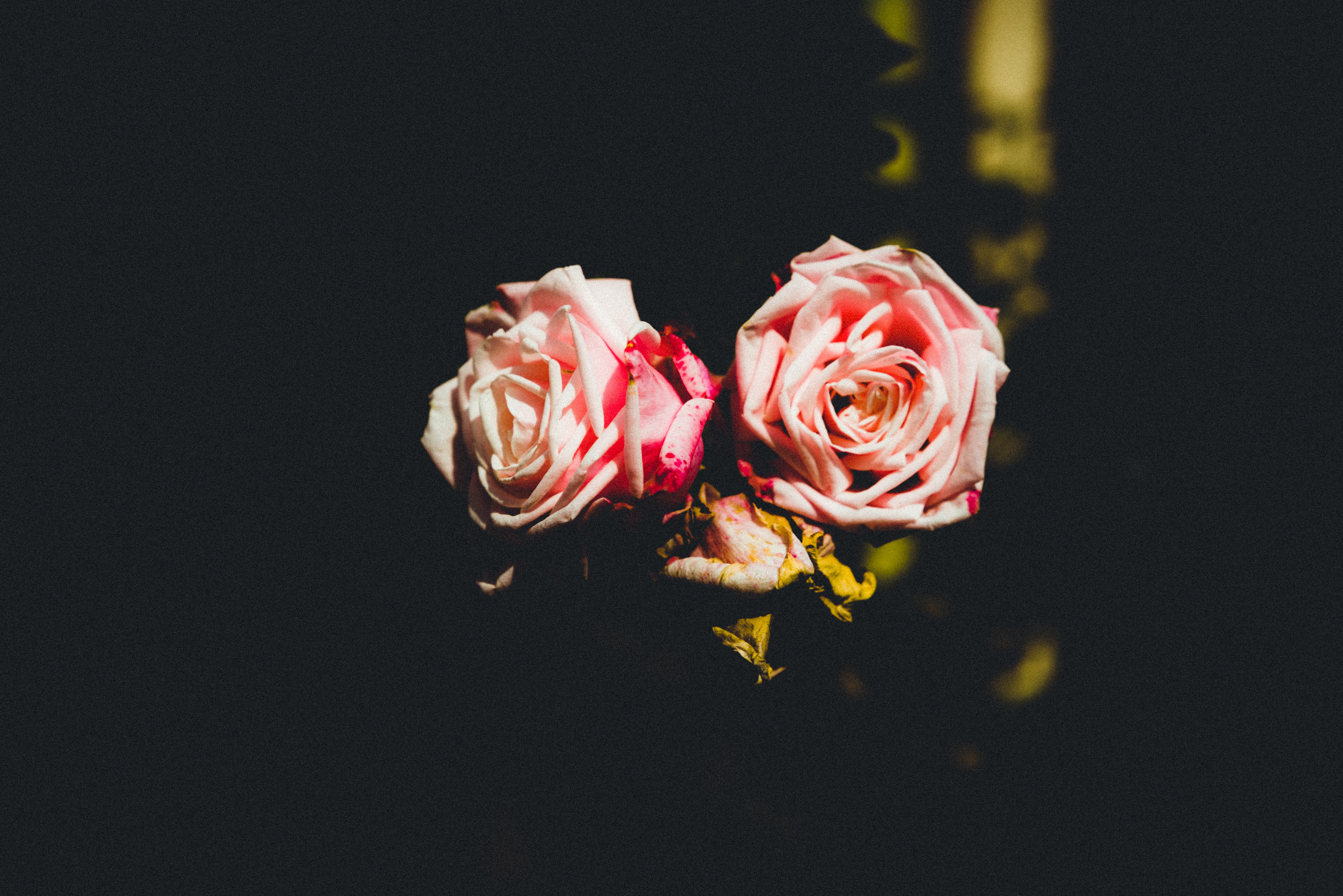 免费照片乡村的两朵玫瑰花