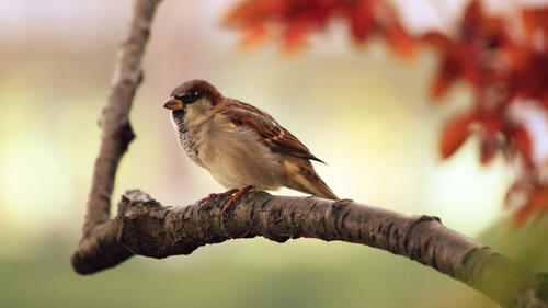 A sparrow sits on a branch