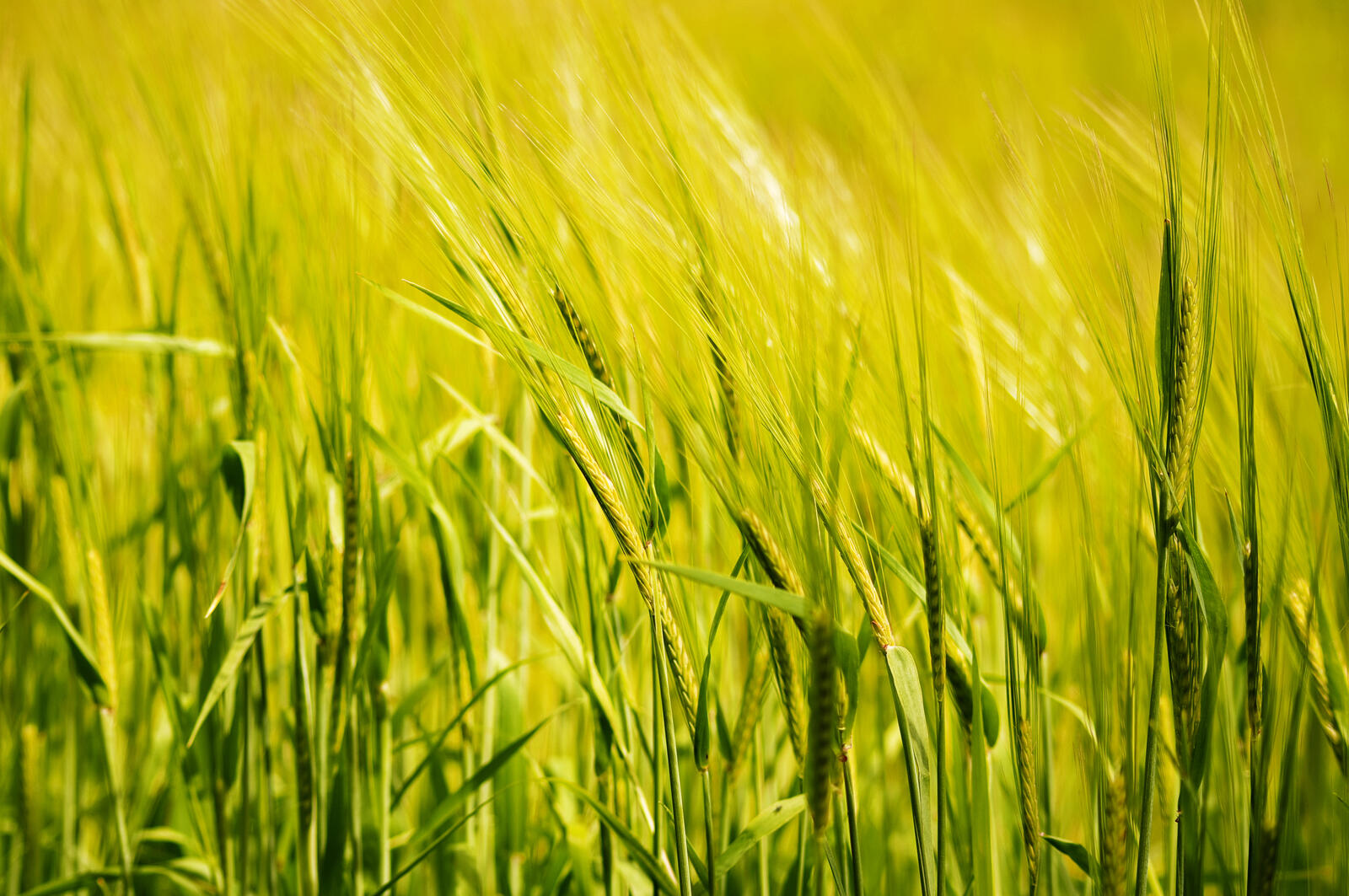 Бесплатное фото Трава пршенчного поля