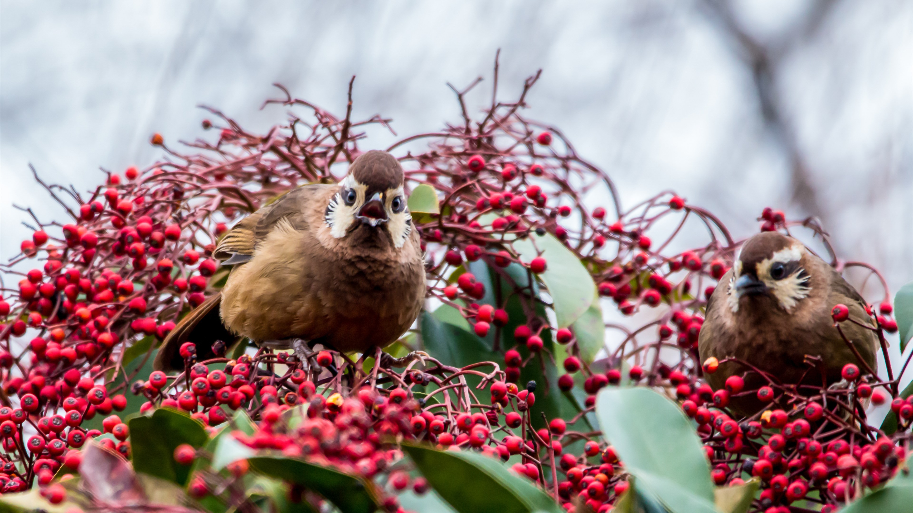 Бесплатное фото Птицы поедают ягоды