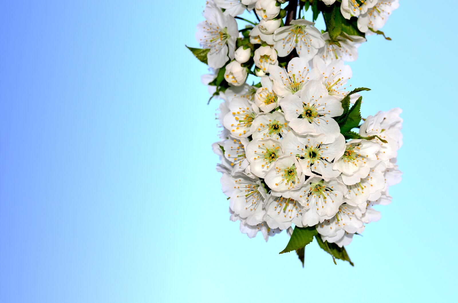 Бесплатное фото Веточка с белыми цветами цветущей вишни