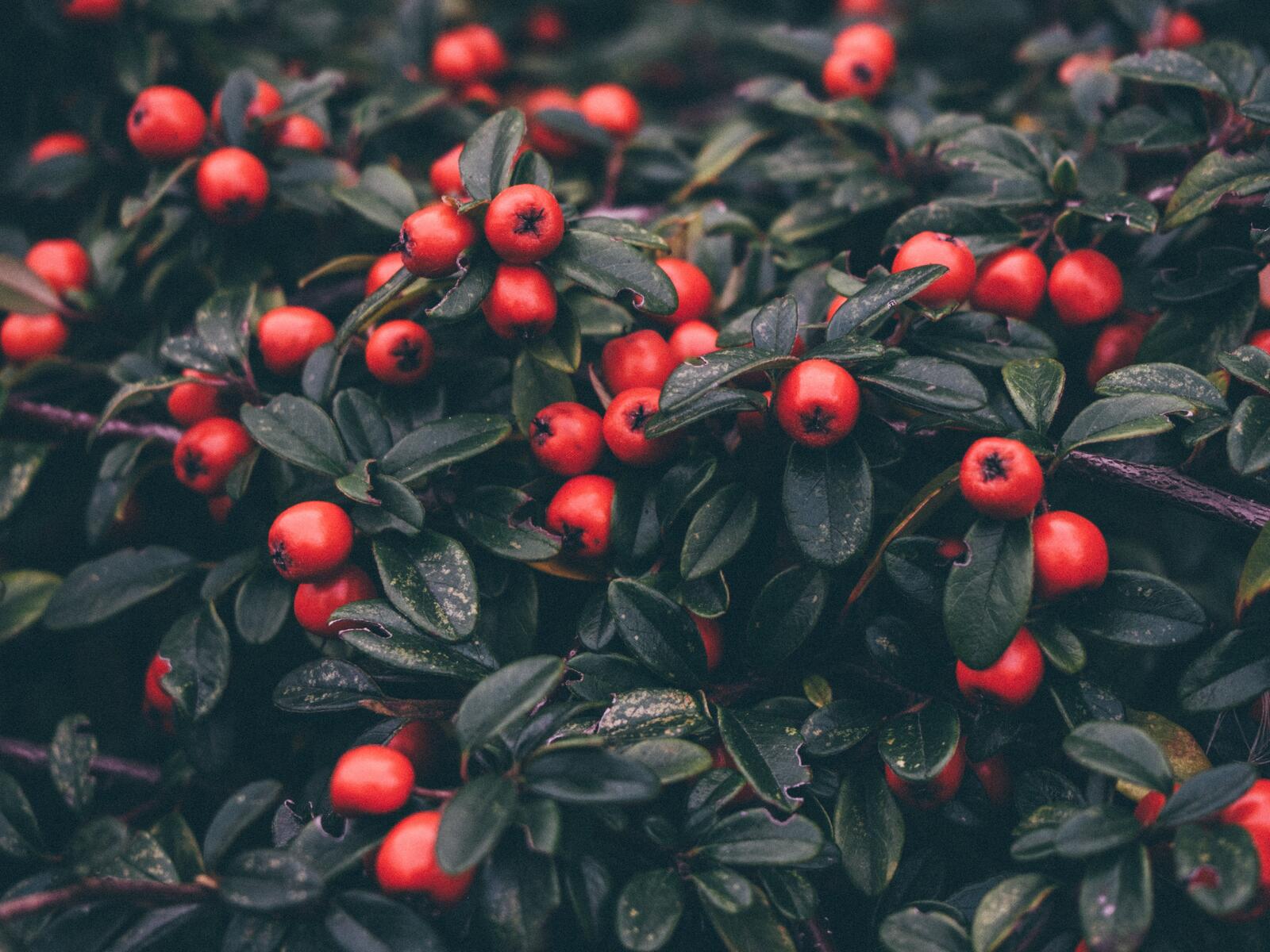Free photo Shrubs with red berries