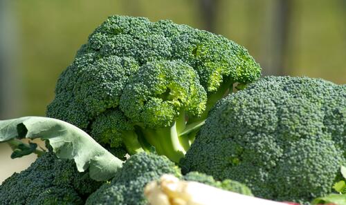 Close-up on broccoli