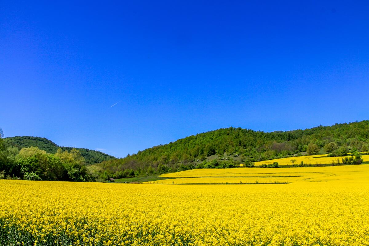 Большое поле из желтых цветов