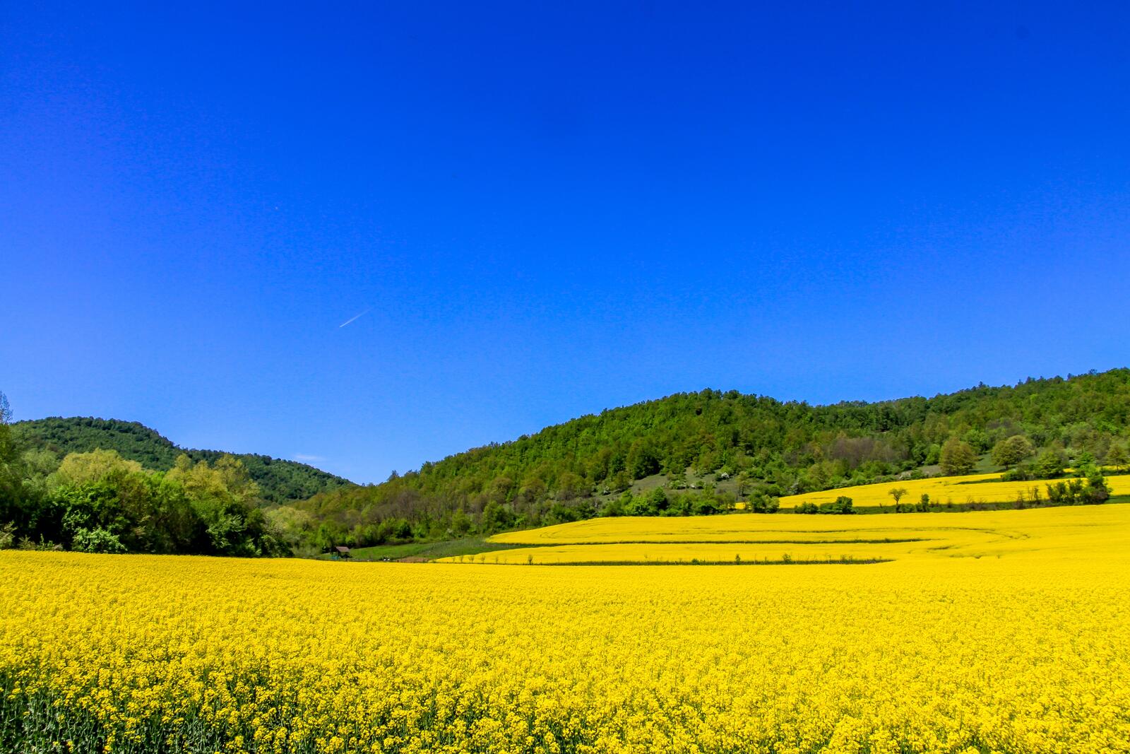 Free photo A large field of yellow flowers