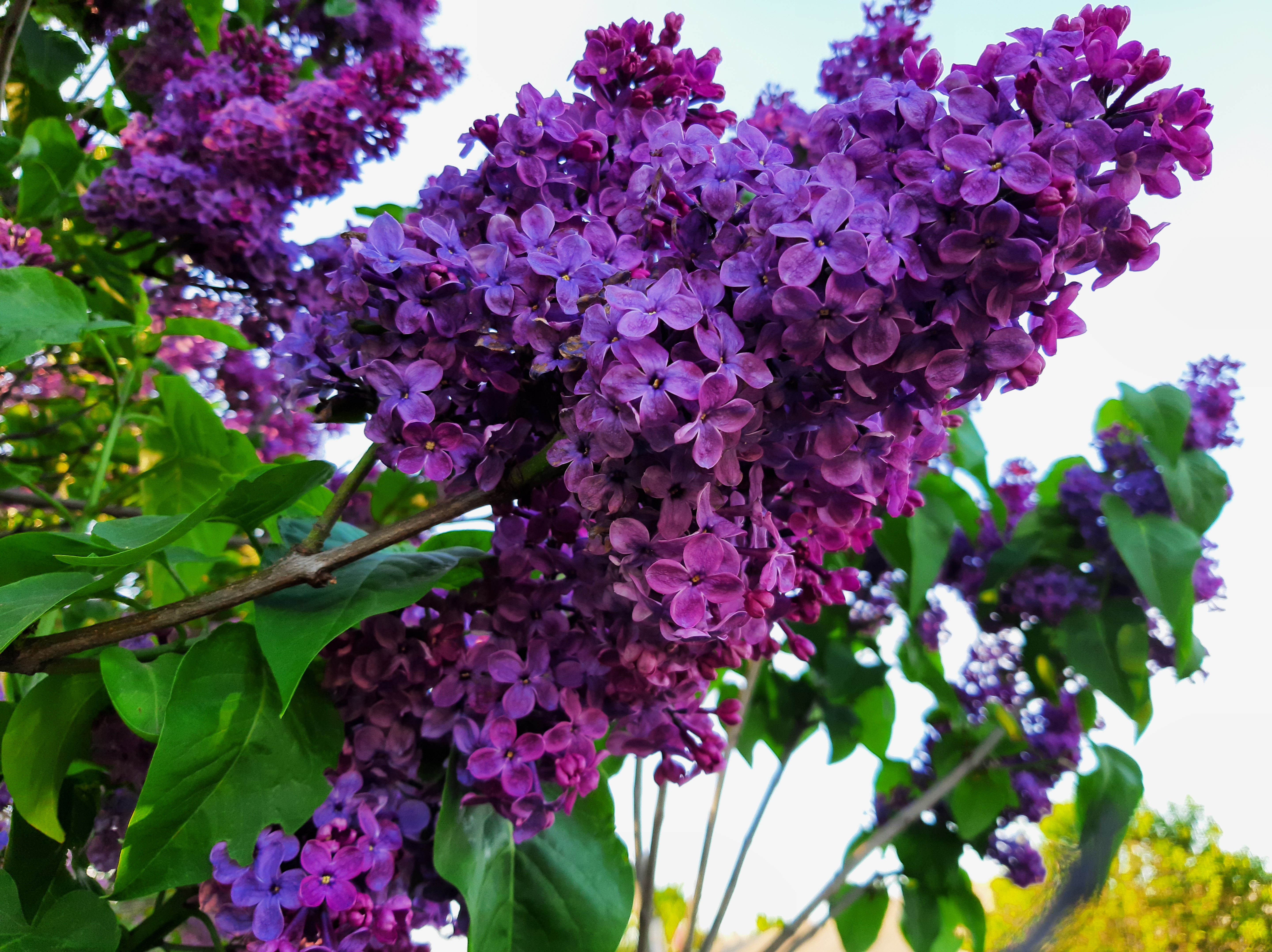 Free photo Branches of blooming lilacs
