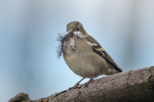 Chaffinch holds building material in its beak