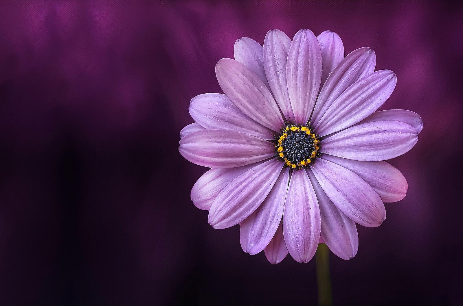 免费照片一朵美丽的粉色雏菊