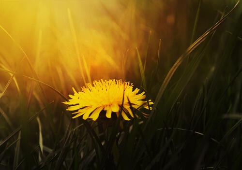 Желтый цветок одуванчика в зеленой траве