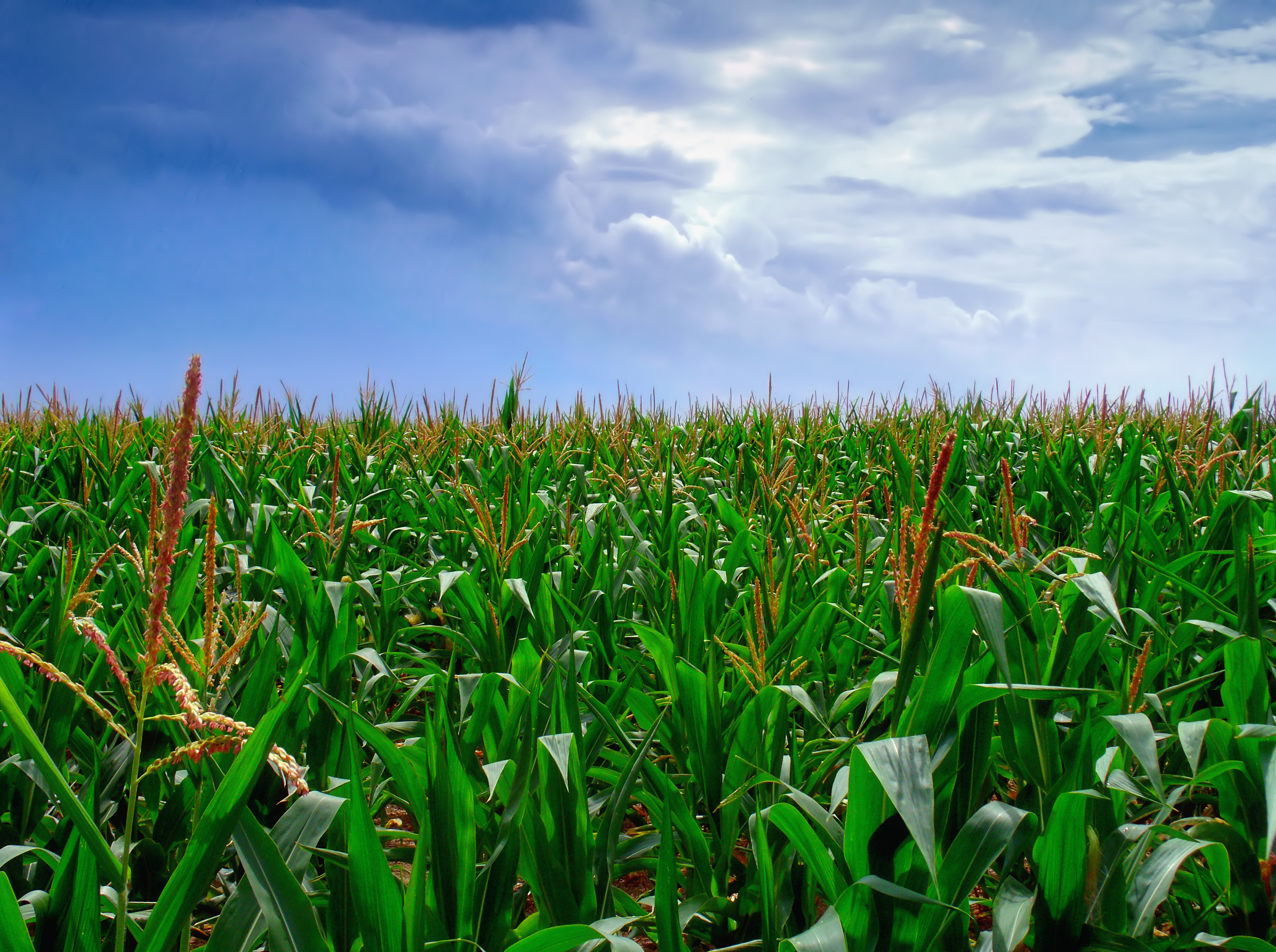 Зародыши кукурузы в большом поле