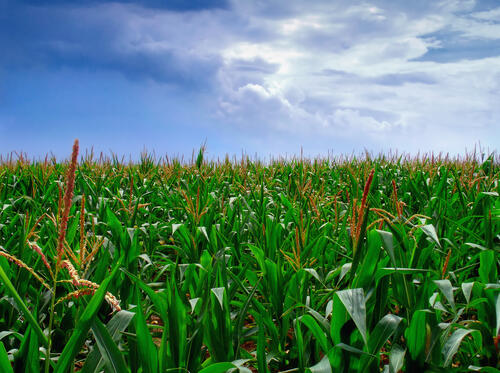 Corn germs in a big field