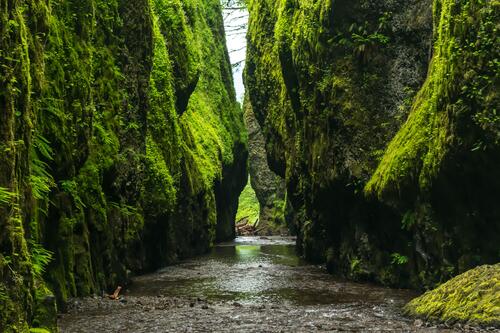 A moss-covered ravine
