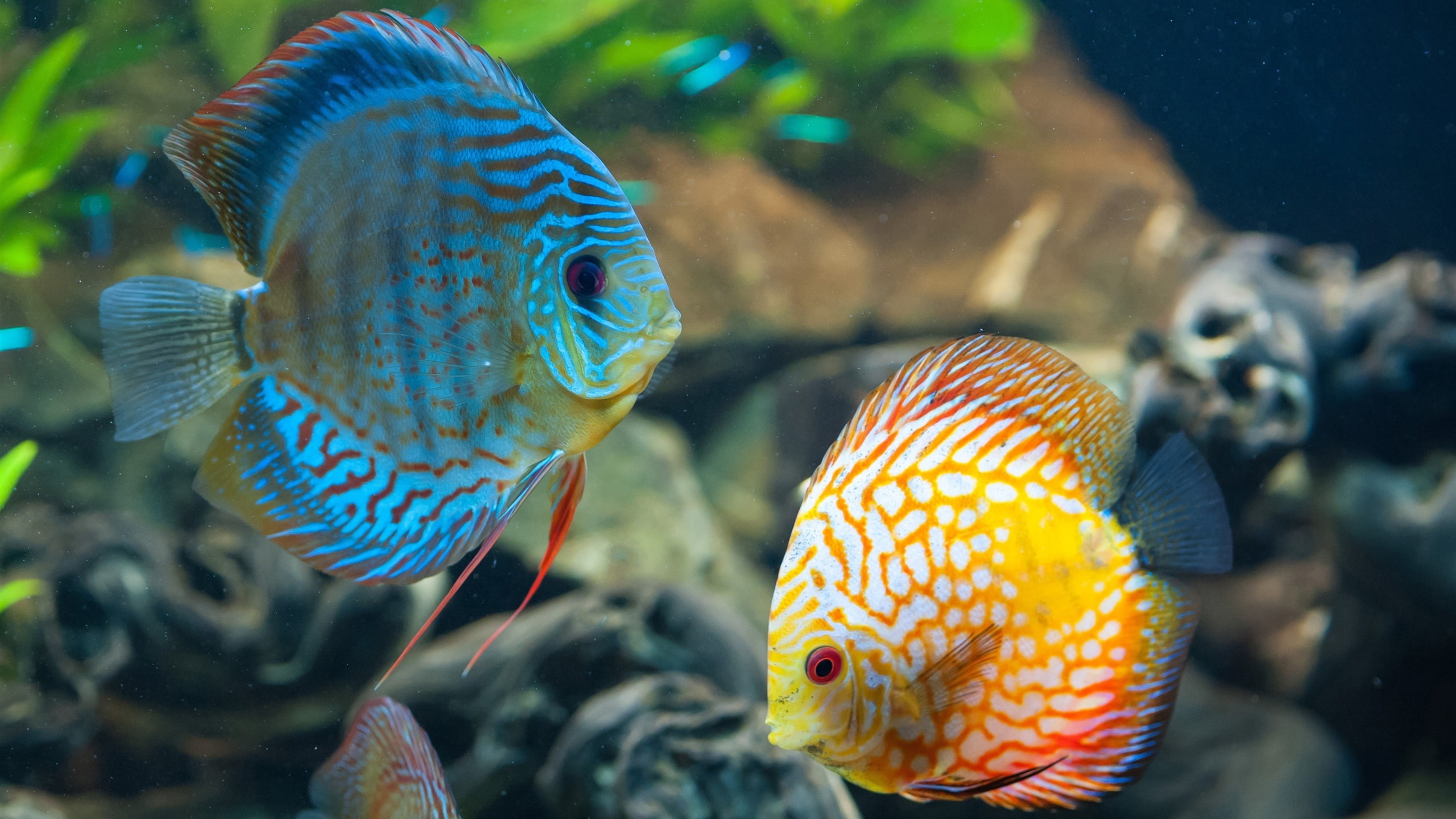 Бесплатное фото Аквариум с желто-голубыми рыбками