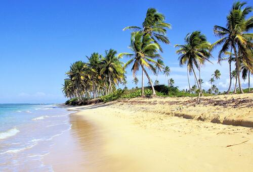 Песочный пляж с пальмами на берегу океана