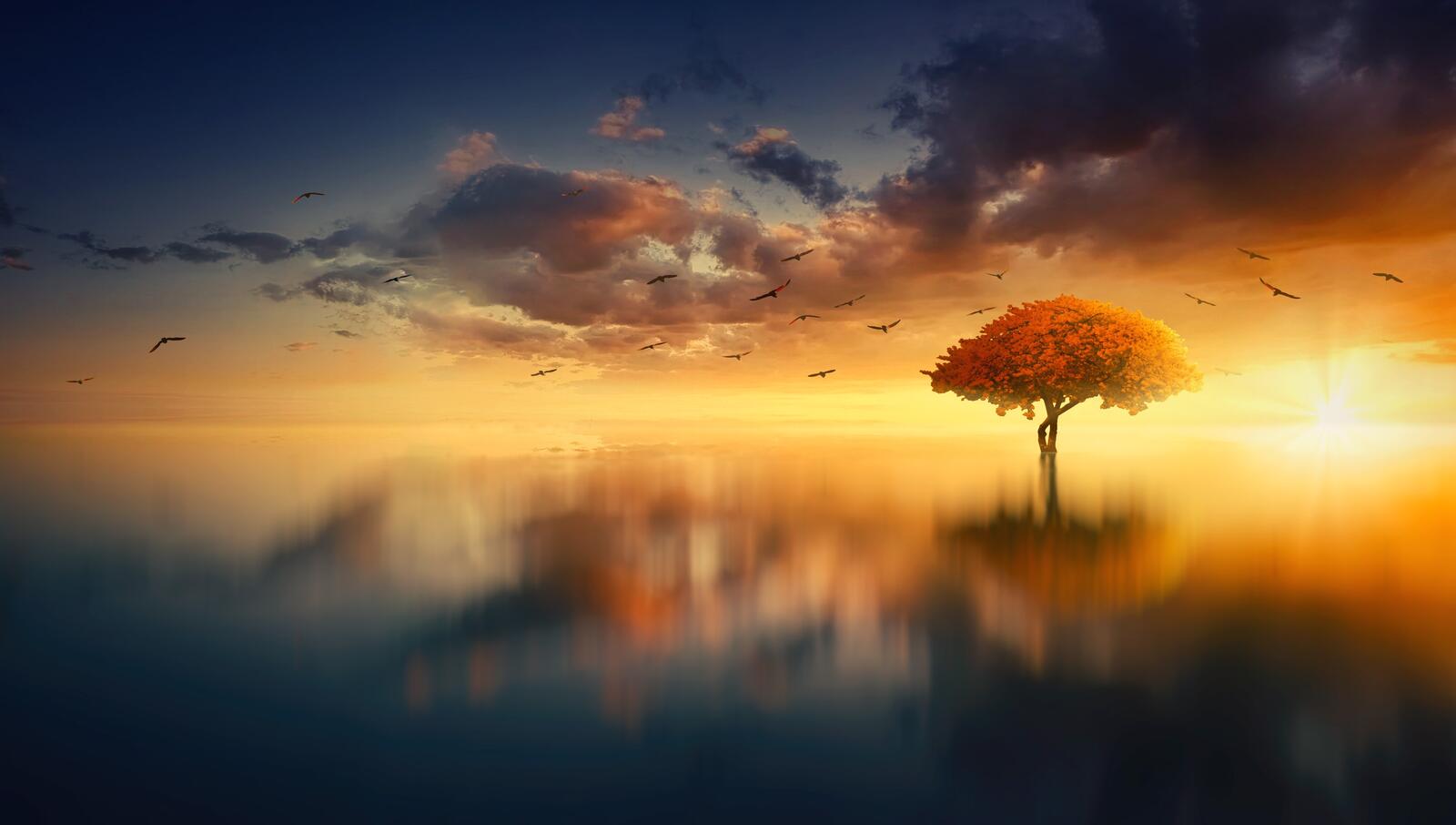 Бесплатное фото Одинокое дерево растущее на затонувшем острове
