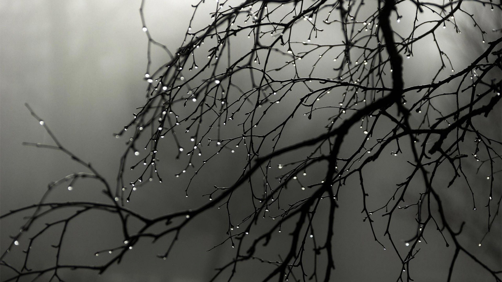 Бесплатное фото Ветка с опавшими листьями в дождливую погоду