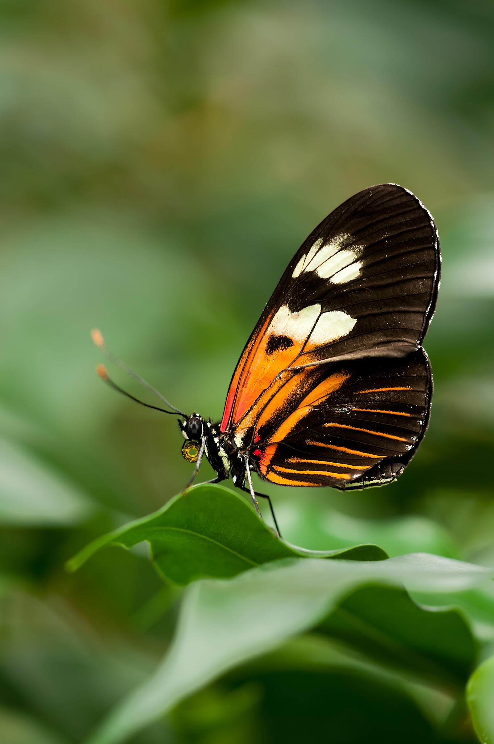 Free photo A beautiful butterfly sits on a green leaf.