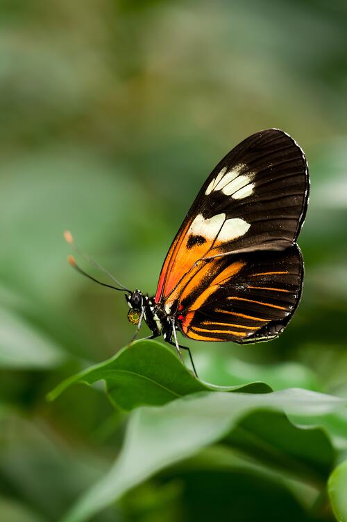 A beautiful butterfly sits on a green leaf.