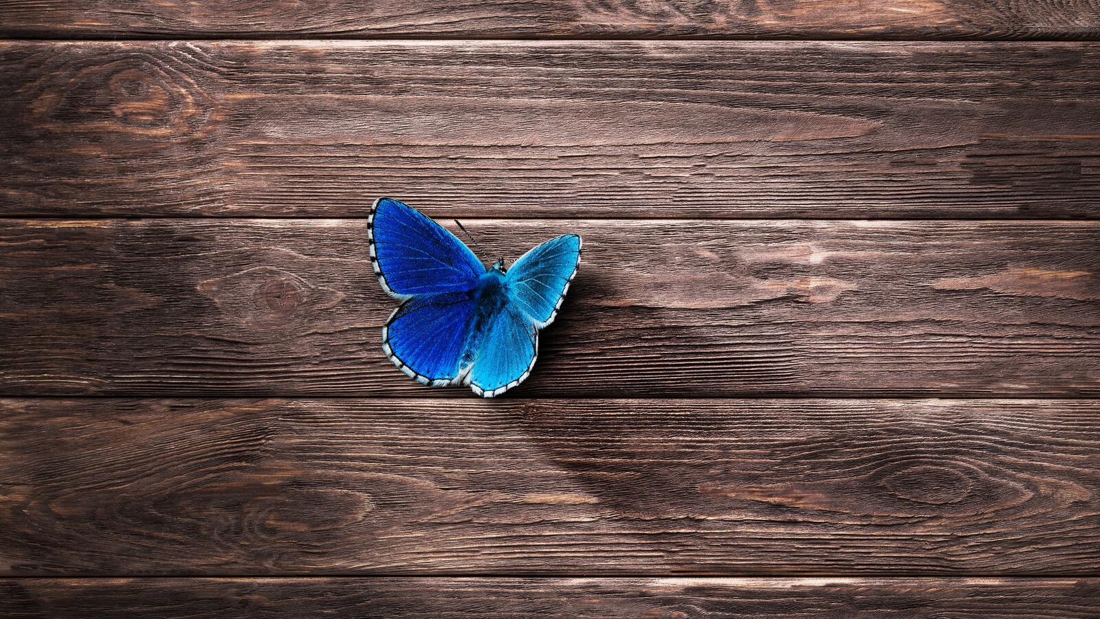 Бесплатное фото Голубая яркая бабочка на деревянном полу