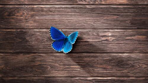 Голубая яркая бабочка на деревянном полу
