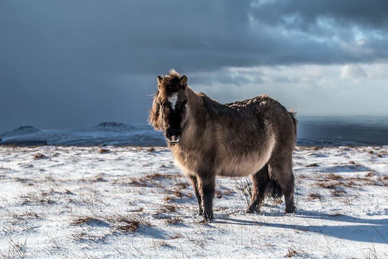 Бесплатное фото Длинношерстная лошадь зимой
