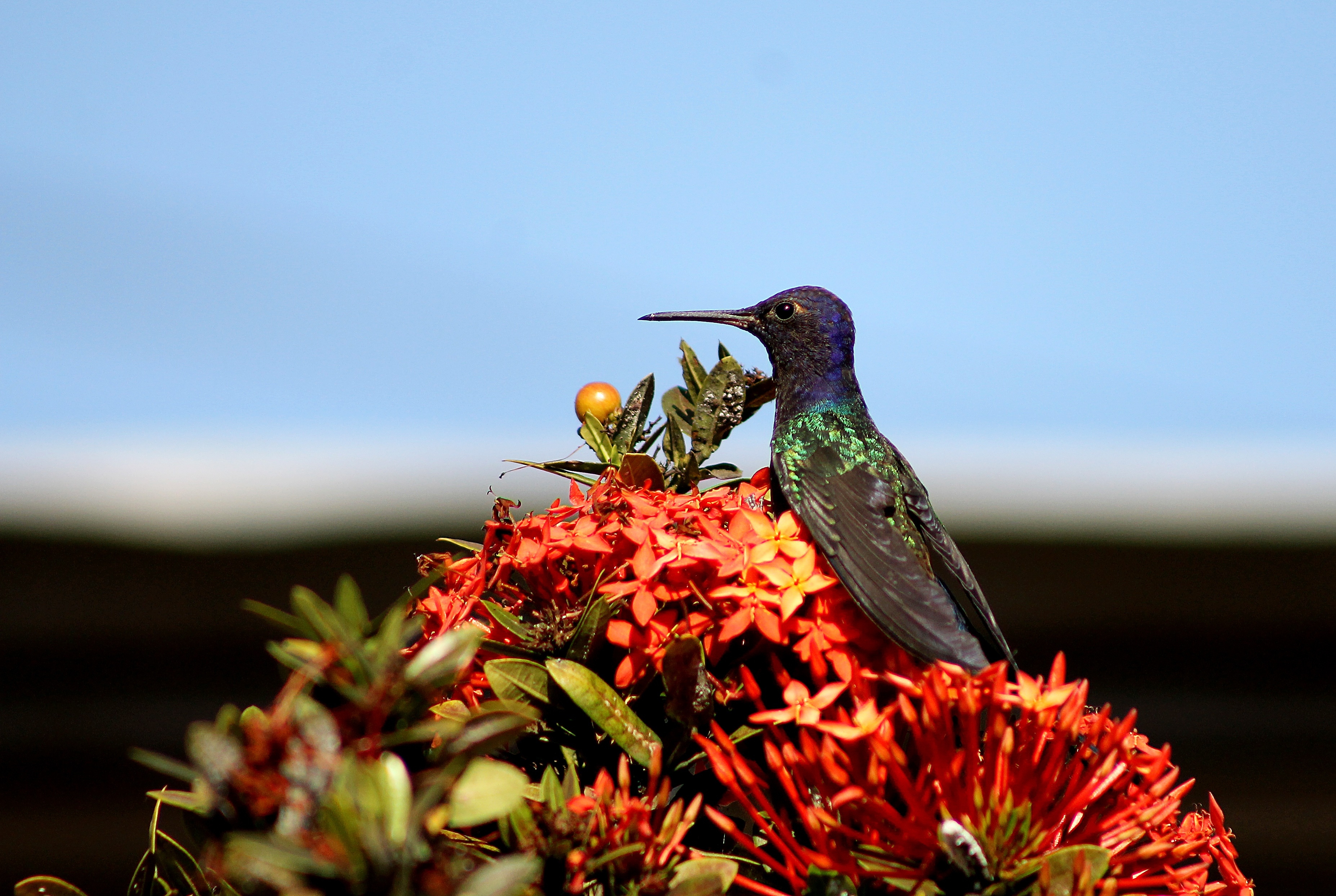 Фото бесплатно обои колибри, цветы, стоя