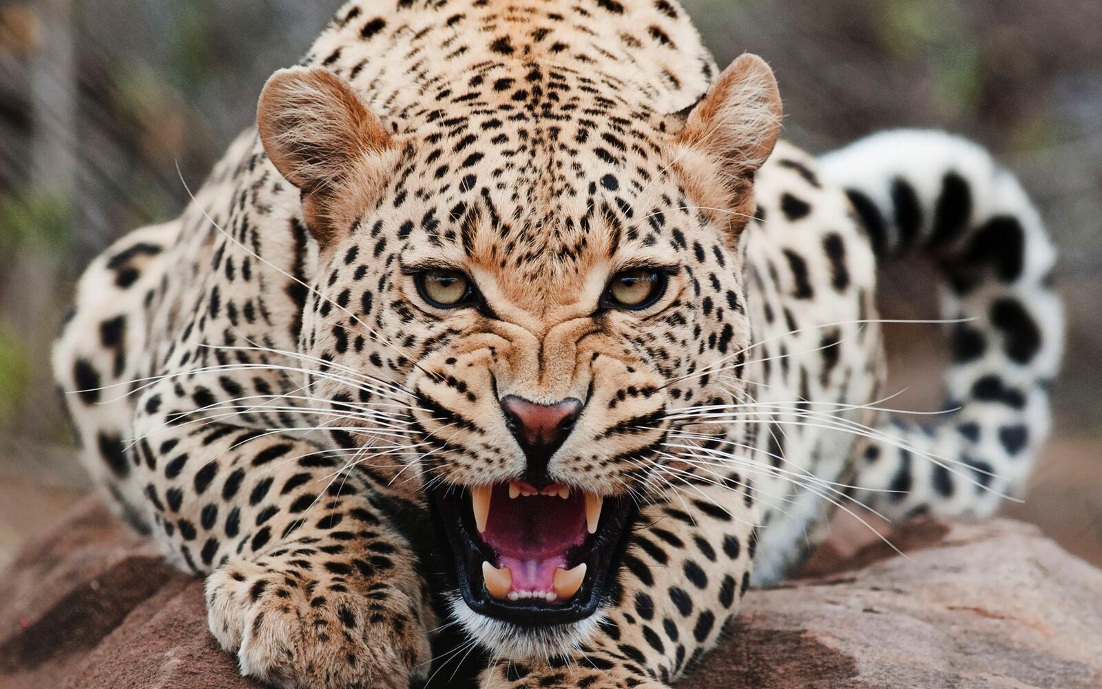 Free photo A predatory jaguar bares its teeth at the photographer.