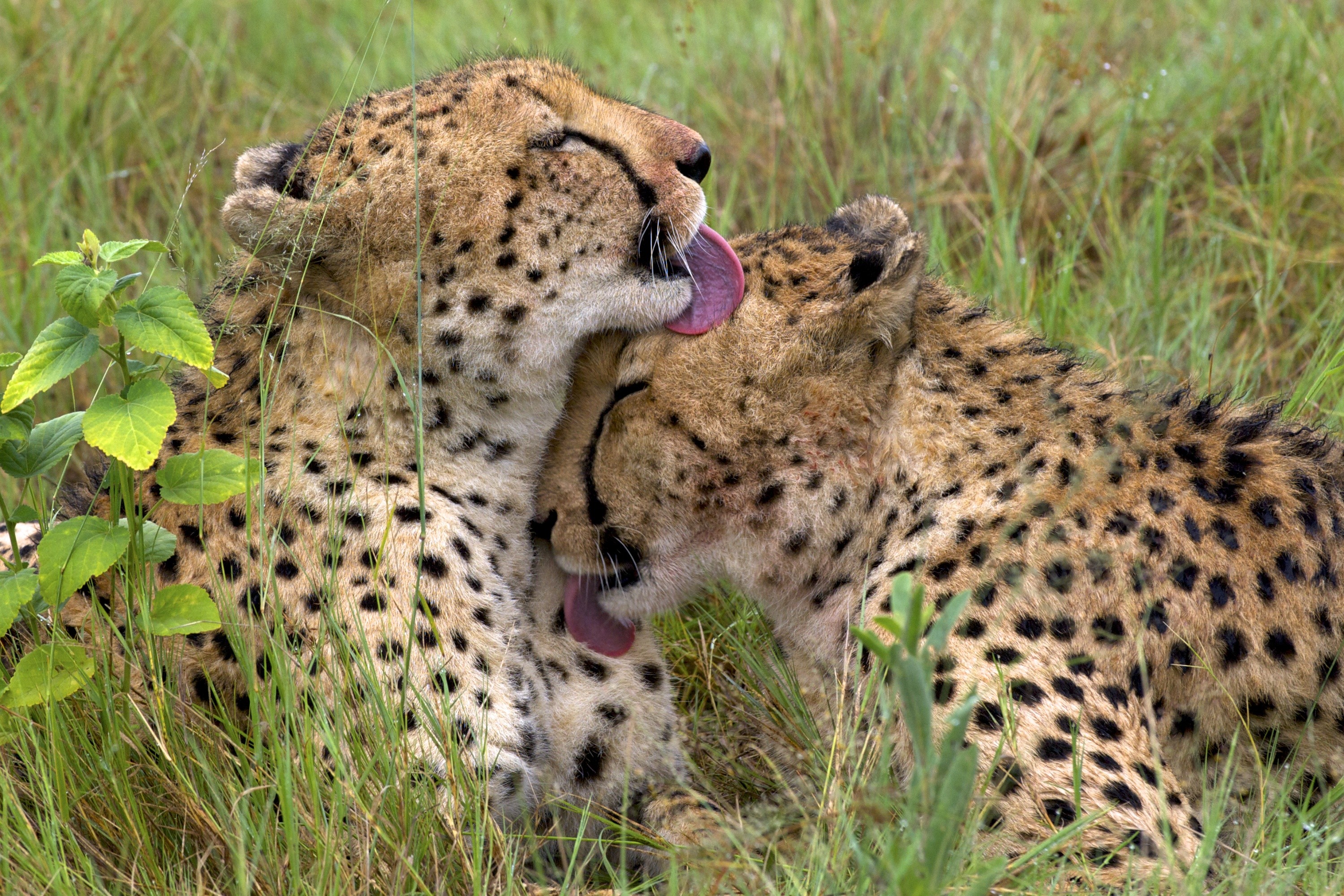 Wallpapers animals wildlife tongues on the desktop