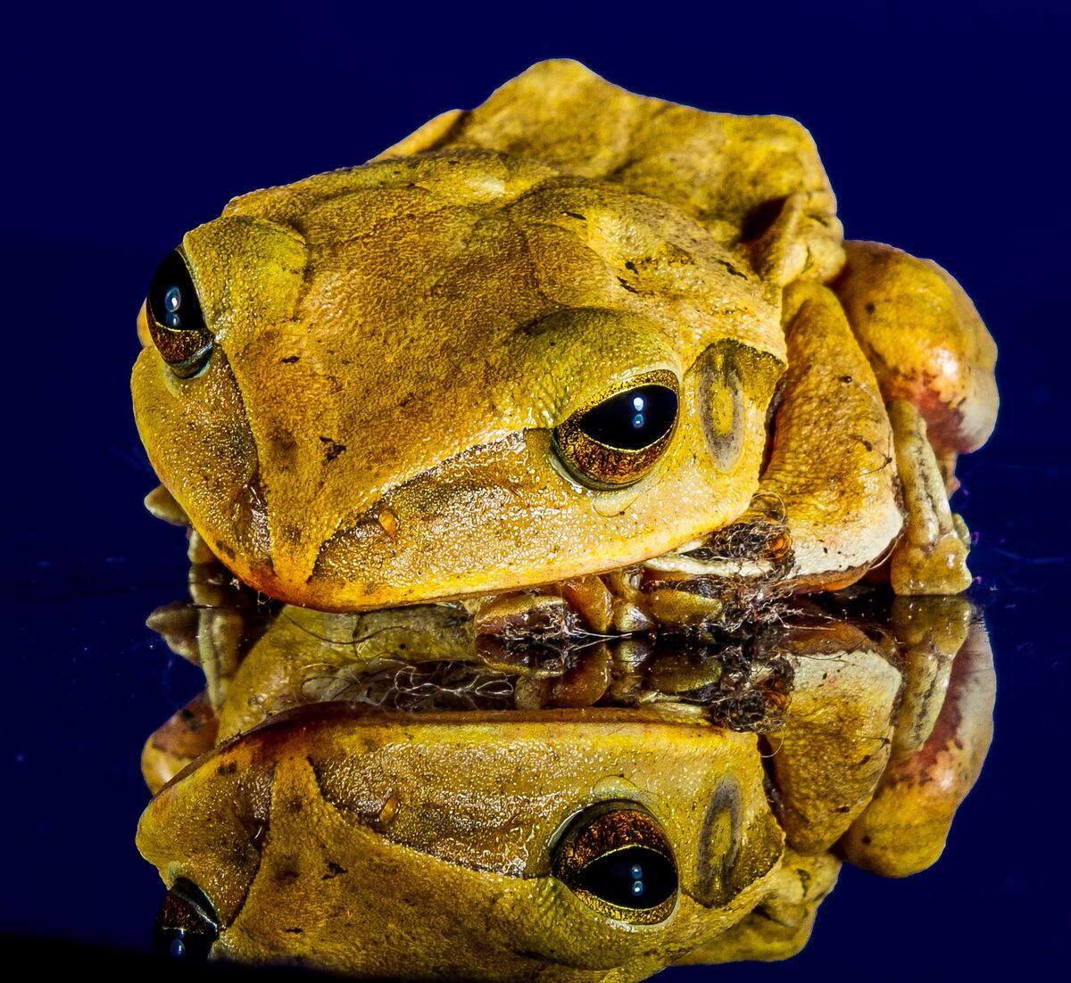 Green toad close-up