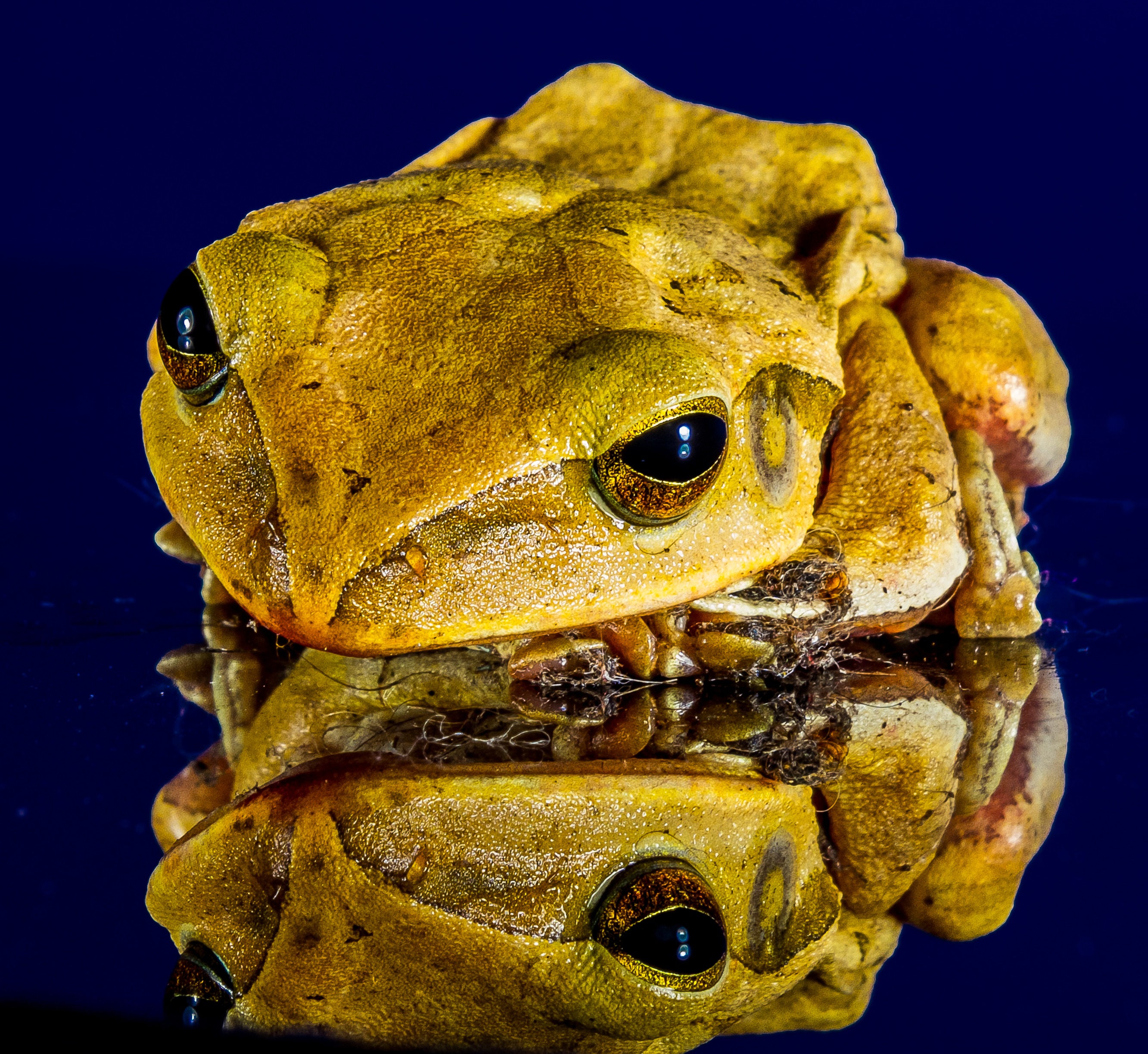 Free photo Green toad close-up