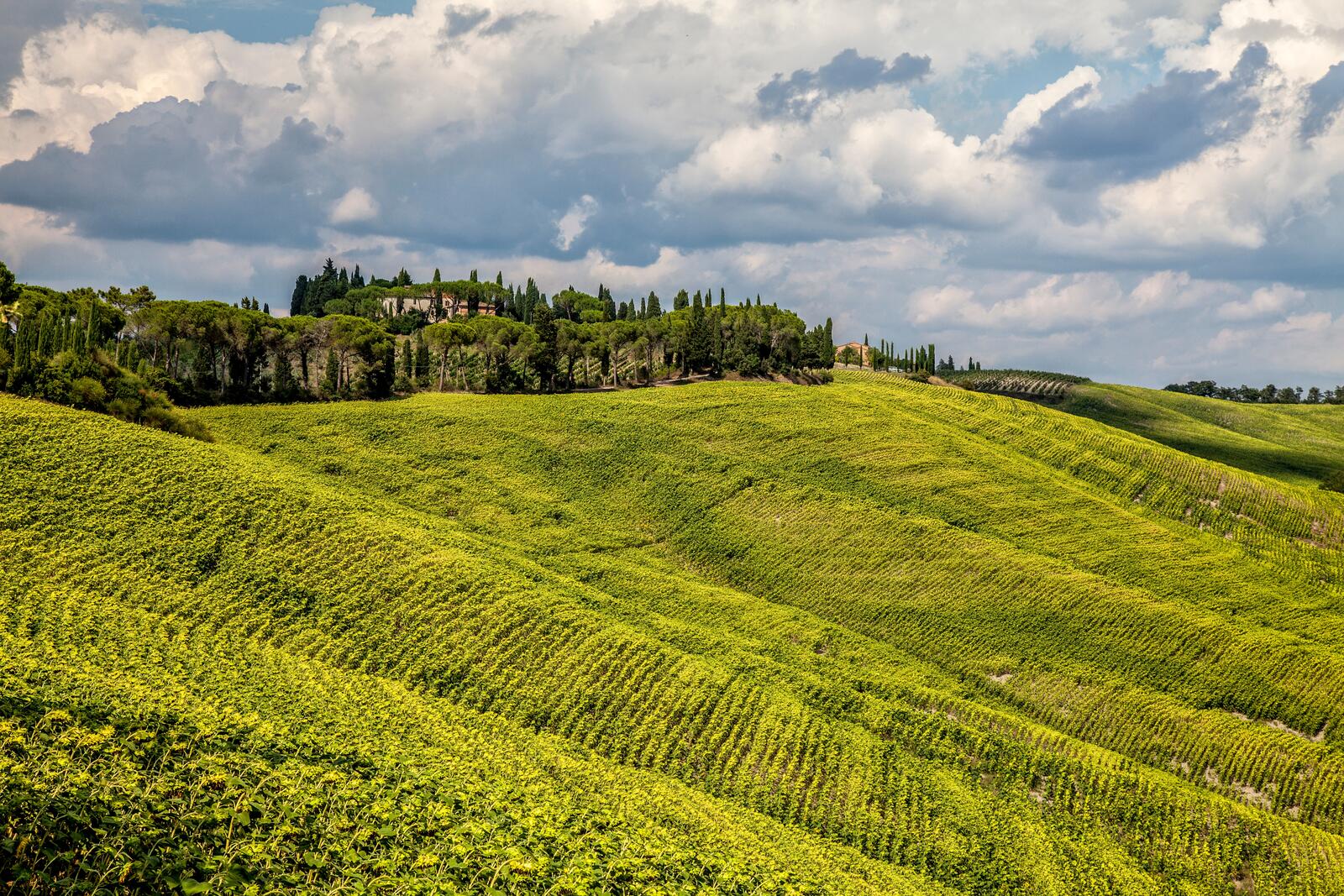 Бесплатное фото Сельскохозяйственная местность с зеленой травой на уклоне