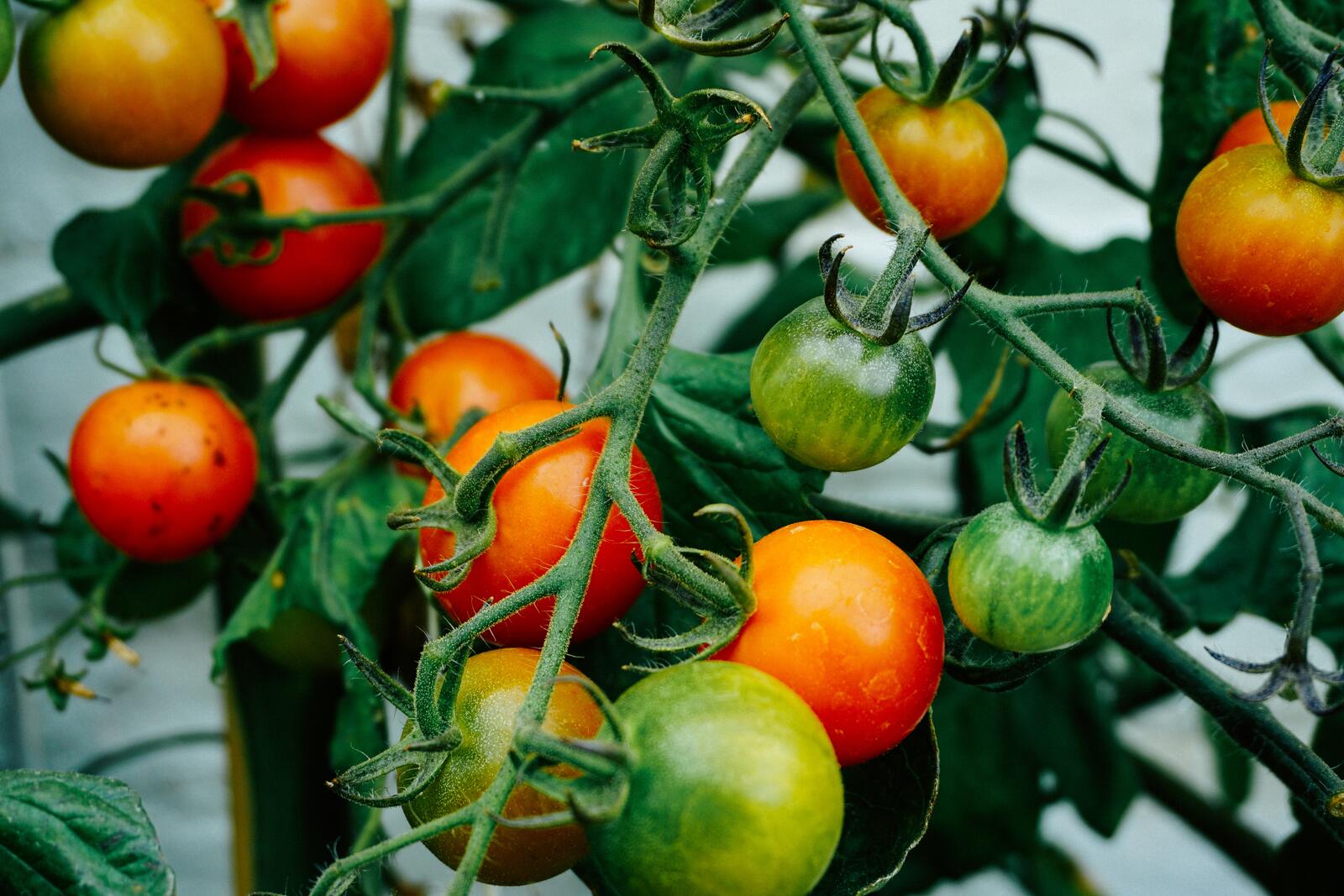 Бесплатное фото Ветвь с маленькими помидорами