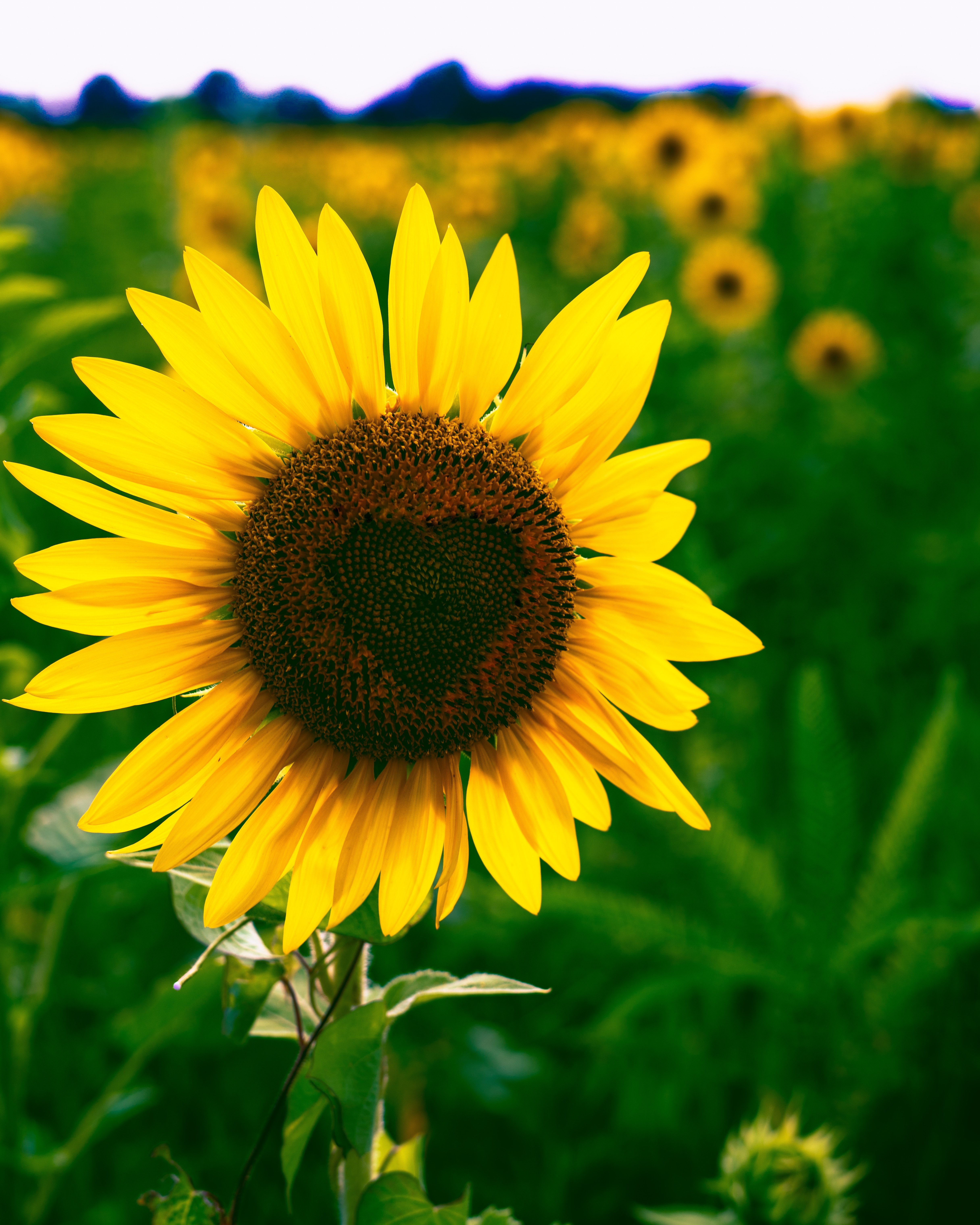 Free photo Ripening sunflower close-up