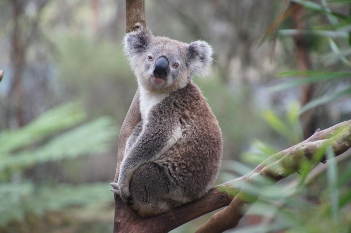 Ленивая коала на ветке дерева