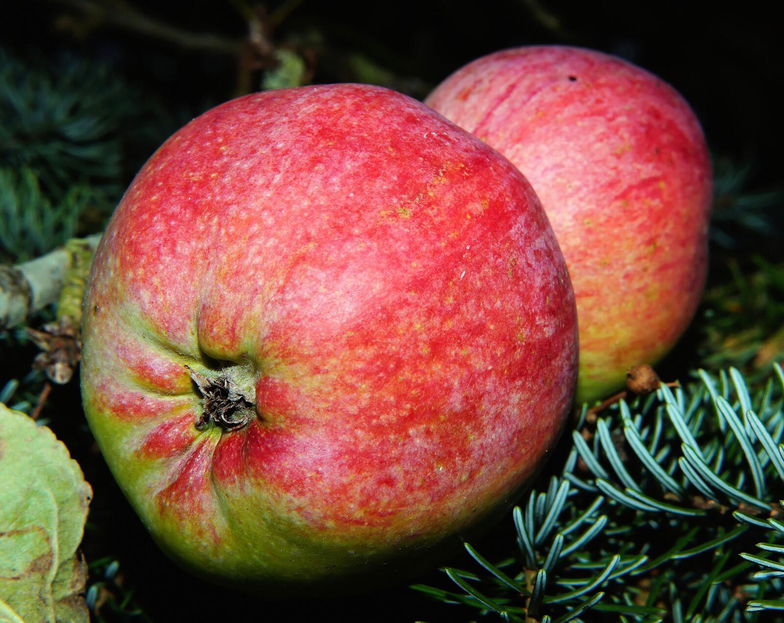 Обои яблоко растение фрукты на рабочий стол