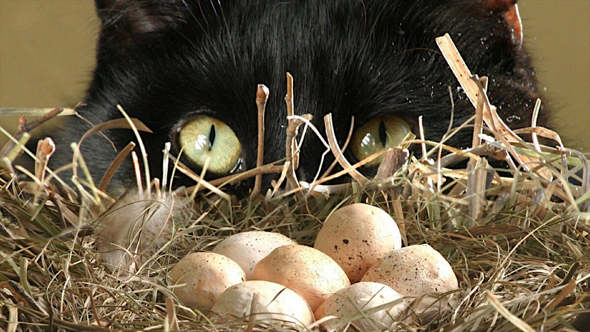 Black cat admiring quail eggs
