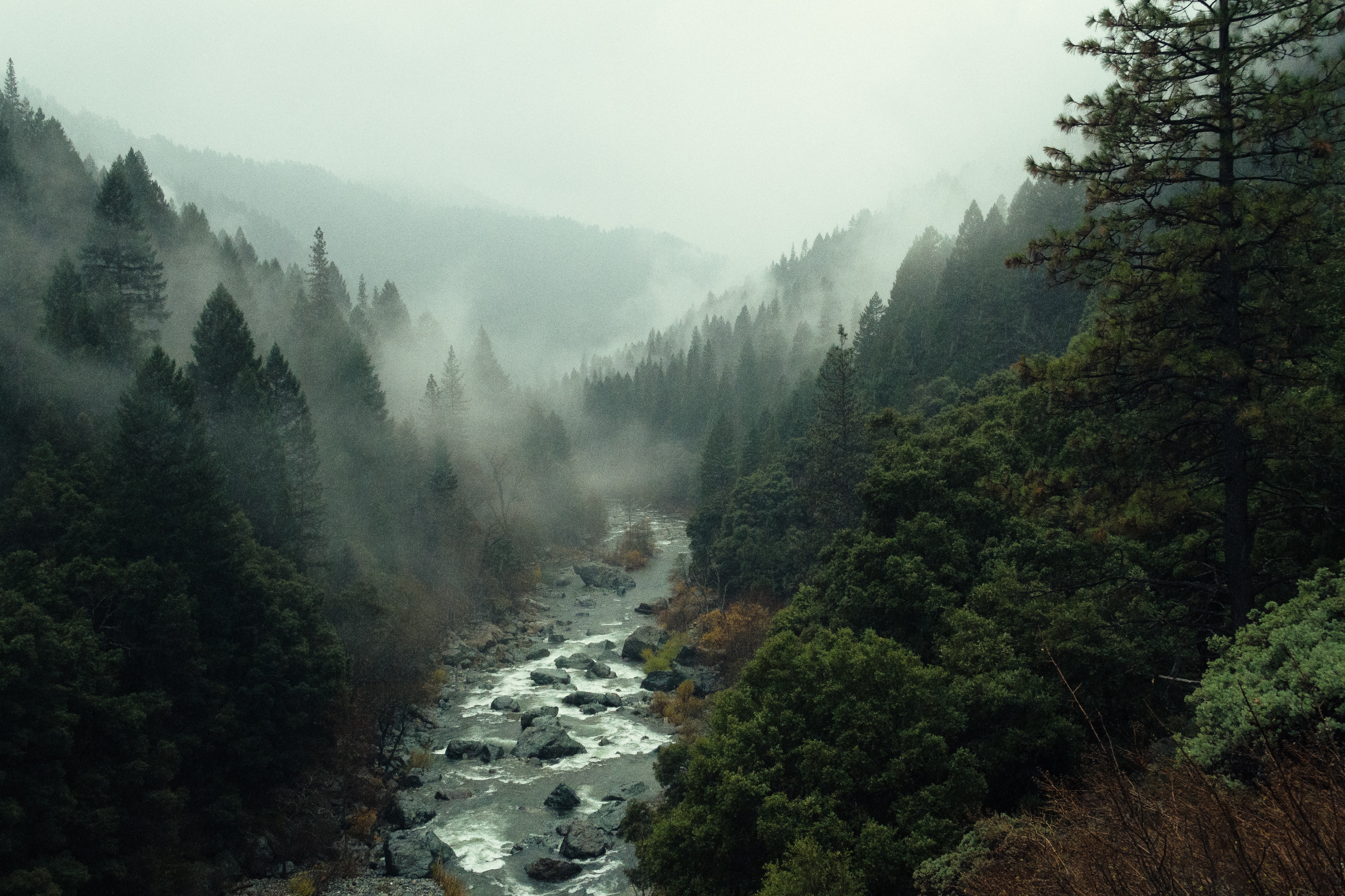 免费照片水流湍急的森林河流